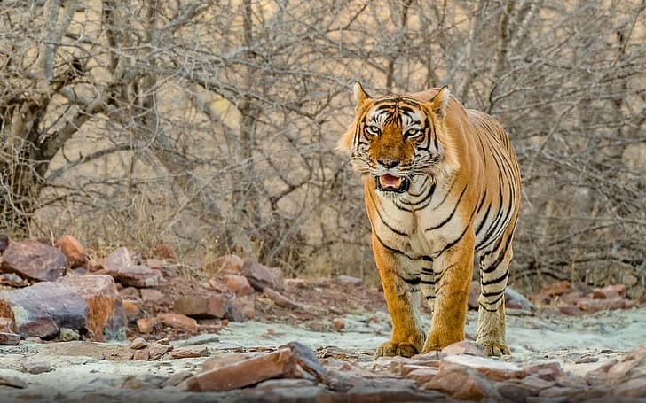 Luxury Golden Triangle & Ranthambore Safari 5* { All Inclusive }
